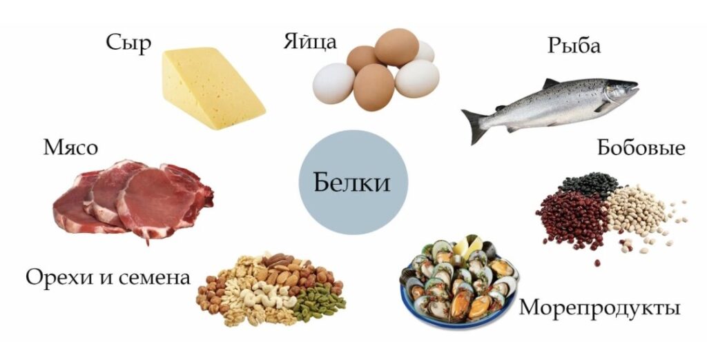 Роль белков, жиров и углеводов в организме: их важность и функции